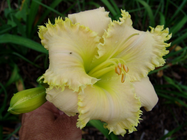 catalog/images/startseite/Fantastic Fringe (2).jpg